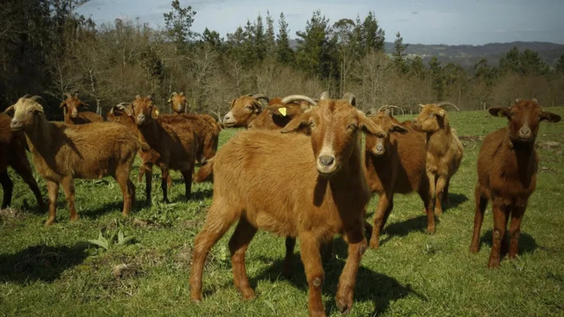 Pastoreo ecológico: 250 cabras reducen el riesgo en el Montgó