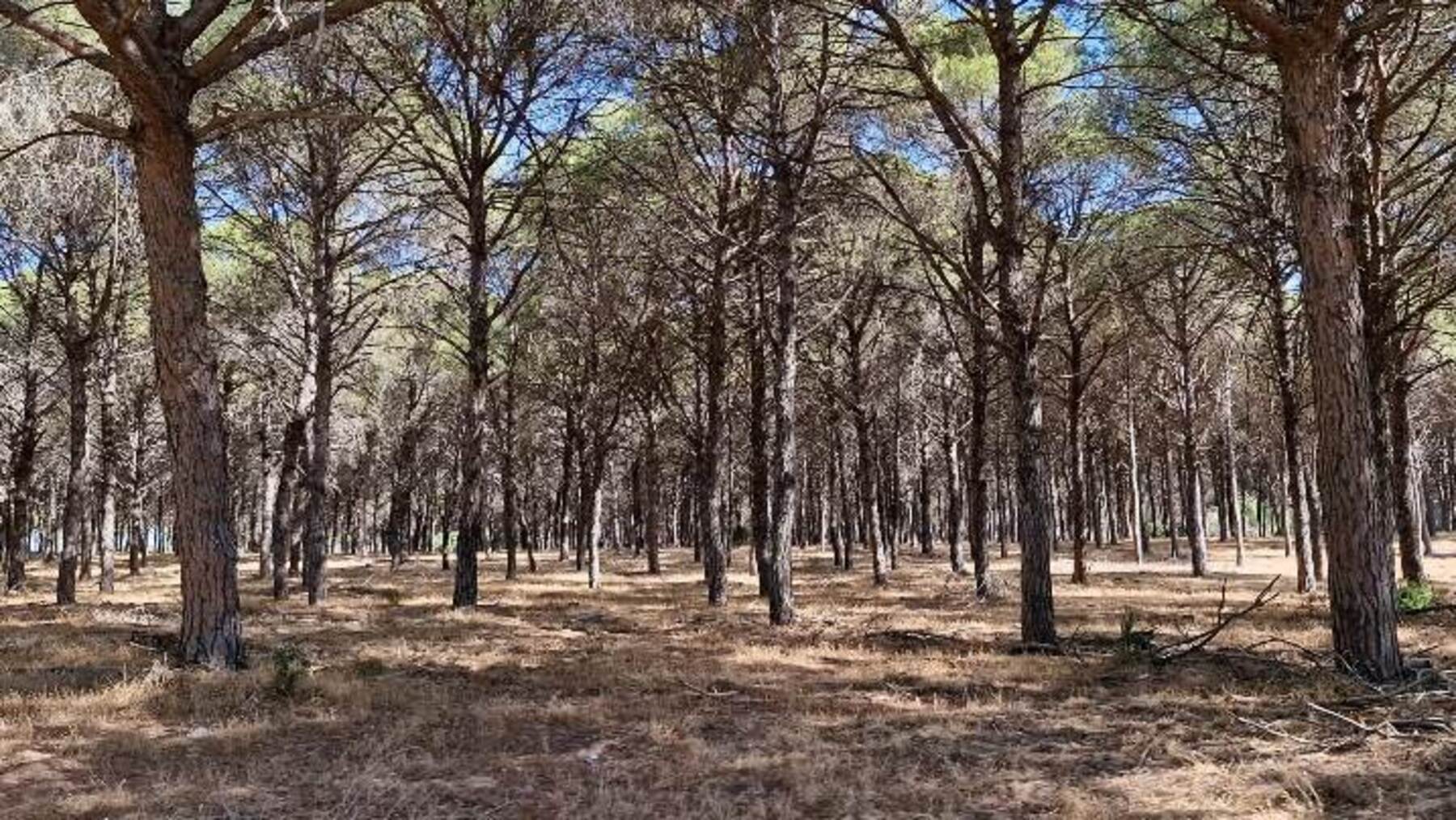 Pinar del Pinto: 1,46 millones contra plagas e incendios en Doñana