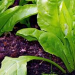 Producción ecológica: España lidera, pero tiene una deuda