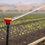 Robo de agua en España: 80.000 hectáreas bajo sospecha