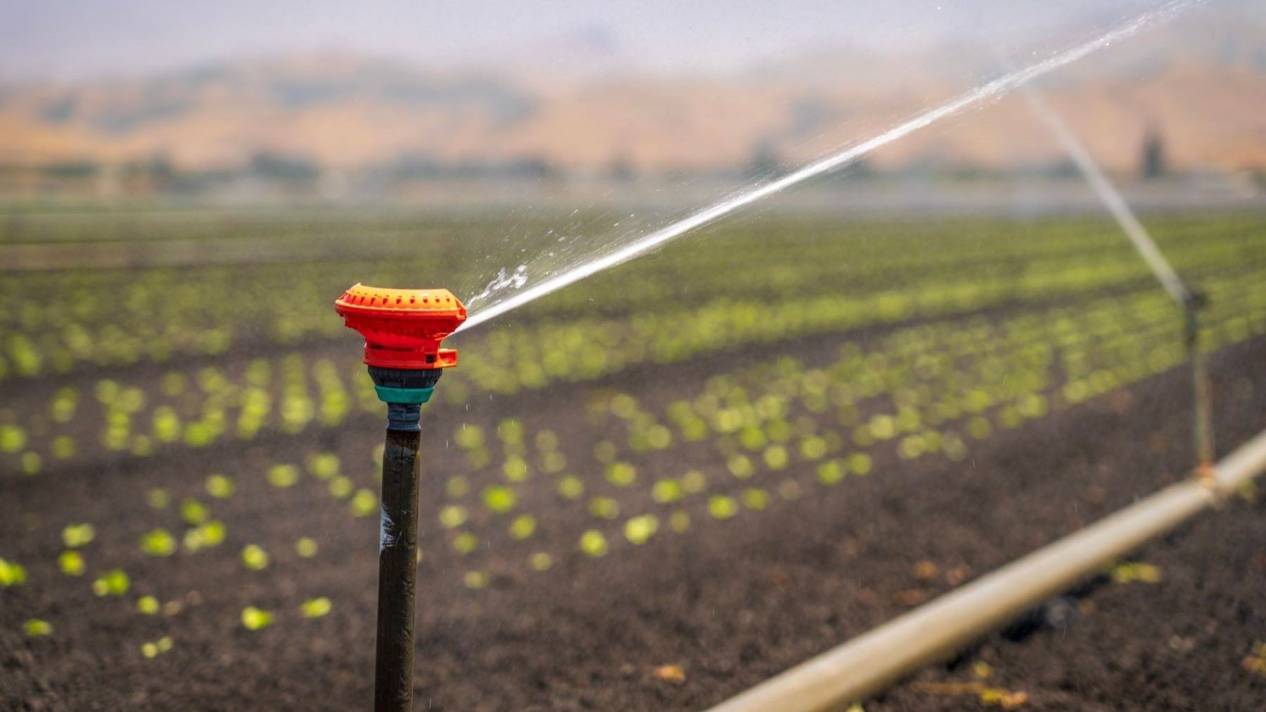 Robo de agua en España: 80.000 hectáreas bajo sospecha