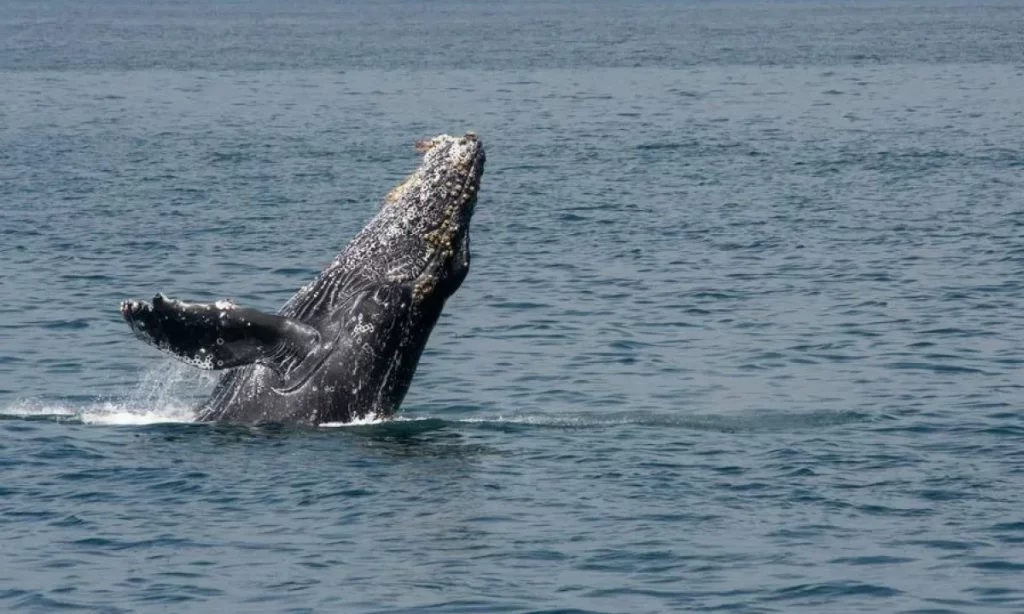 Tuta, la ballena jorobada que une Perú, Chile y la Antártida trazando la ruta del Corredor Azul