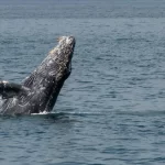 Tuta, la ballena jorobada que une Perú, Chile y la Antártida trazando la ruta del Corredor Azul