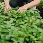 Agroecología: Canarias prepara 62 medidas para hacer más rentable el campo ecológico