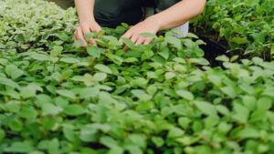 Agroecología: Canarias prepara 62 medidas para hacer más rentable el campo ecológico