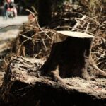 Arbolado urbano: un mapa ciudadano señala 148.162 puntos negros