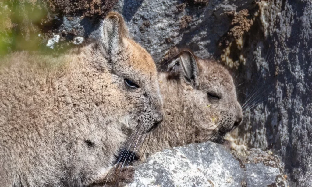 Cámaras trampas en Cochamó sorprenden a vizcacha dándose un “baño de tierra”
