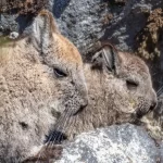 Cámaras trampas en Cochamó sorprenden a vizcacha dándose un “baño de tierra”