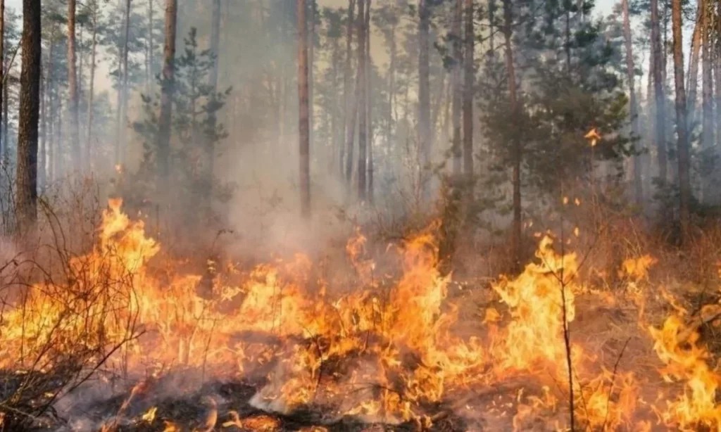 Chile sin Ley de Incendios luego de 3 años de tramitación: WWF llama a su aprobación inmediata