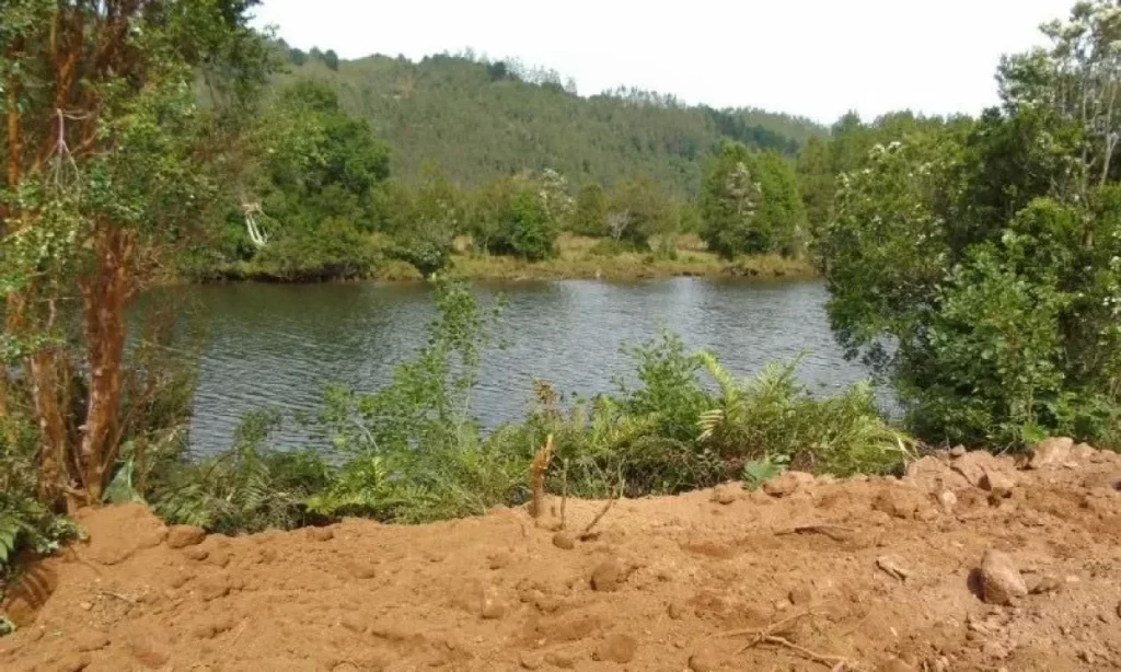 Condenan a propietario por destrucción de humedal y tala ilegal en Mariquina