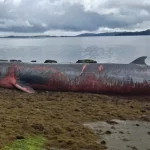 Confirman muerte de ballena Sei varada al interior de reserva en Ancud