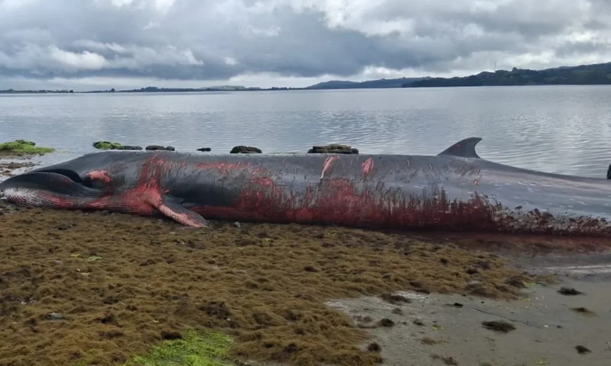 Confirman muerte de ballena Sei varada al interior de reserva en Ancud