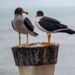 Conservación marina: Riet Vell reúne a expertos europeos ante los retos de la pesca y la eólica