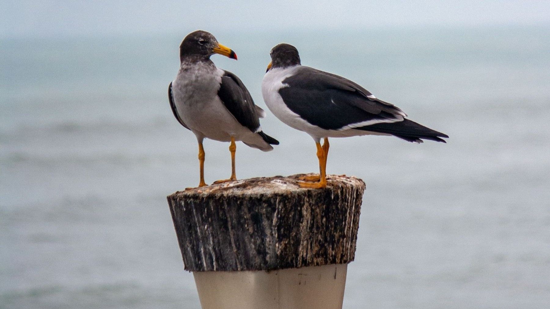 Conservación marina: Riet Vell reúne a expertos europeos ante los retos de la pesca y la eólica