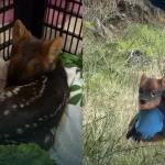 Cría de pudú es rescatada y devuelta a su madre en Chiloé