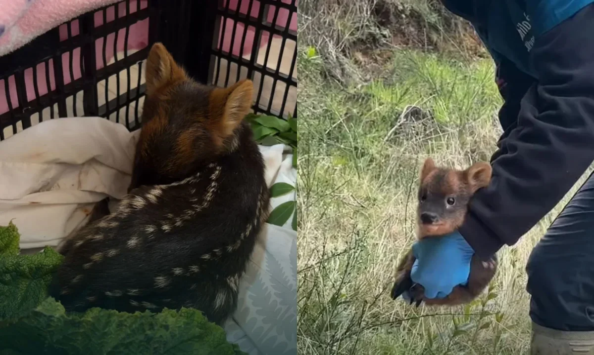 Cría de pudú es rescatada y devuelta a su madre en Chiloé