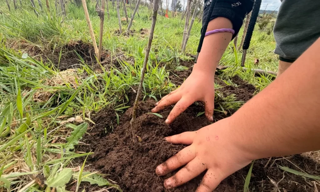 Estudiantes de Chiloé participan en reforestación para crear “bosque de bolsillo”