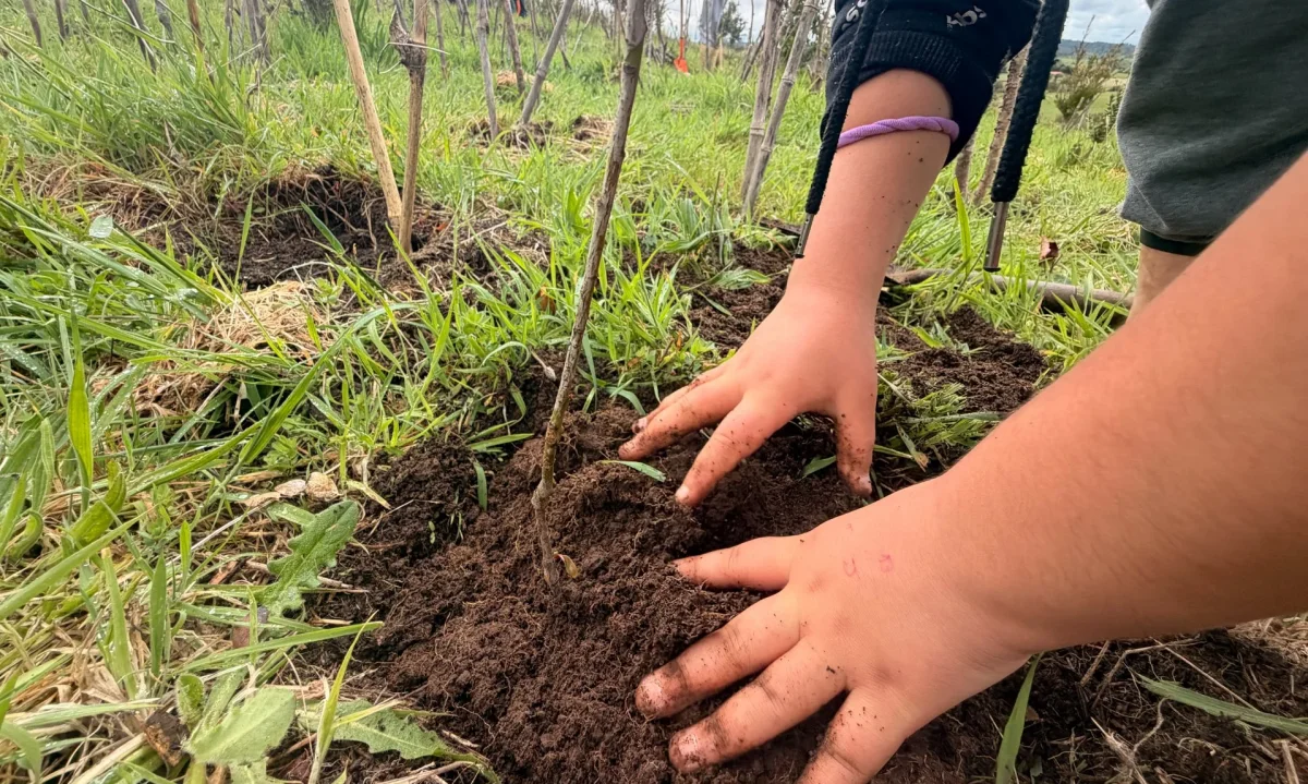 Estudiantes de Chiloé participan en reforestación para crear “bosque de bolsillo”