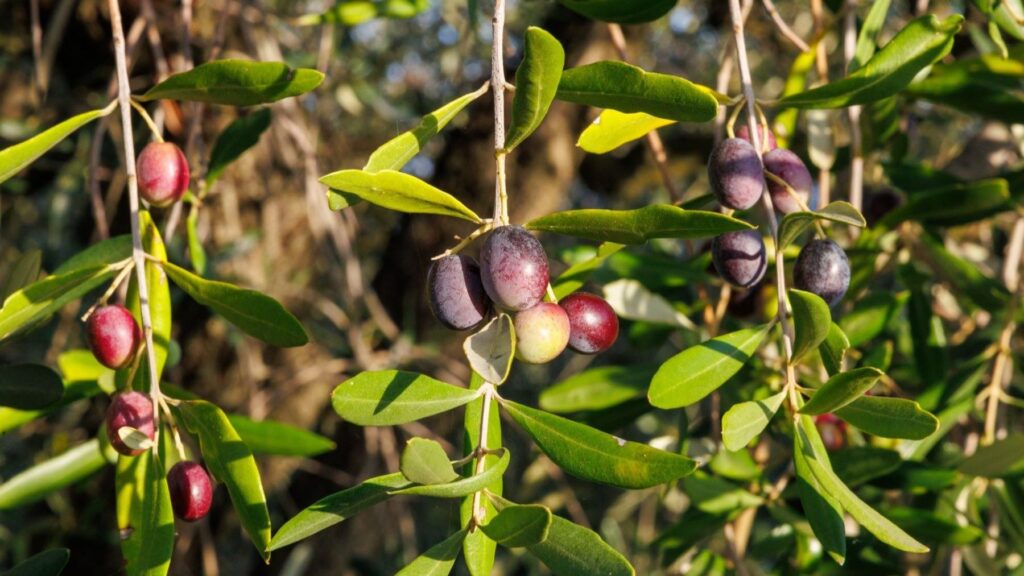 Extracto de cebolla frente a Xylella: una nueva vía para reforzar las defensas del olivo