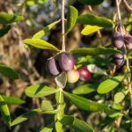 Extracto de cebolla frente a Xylella: una nueva vía para reforzar las defensas del olivo