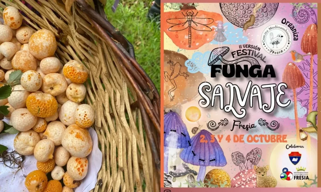 Festival Funga Salvaje regresa a Fresia con su segunda edición
