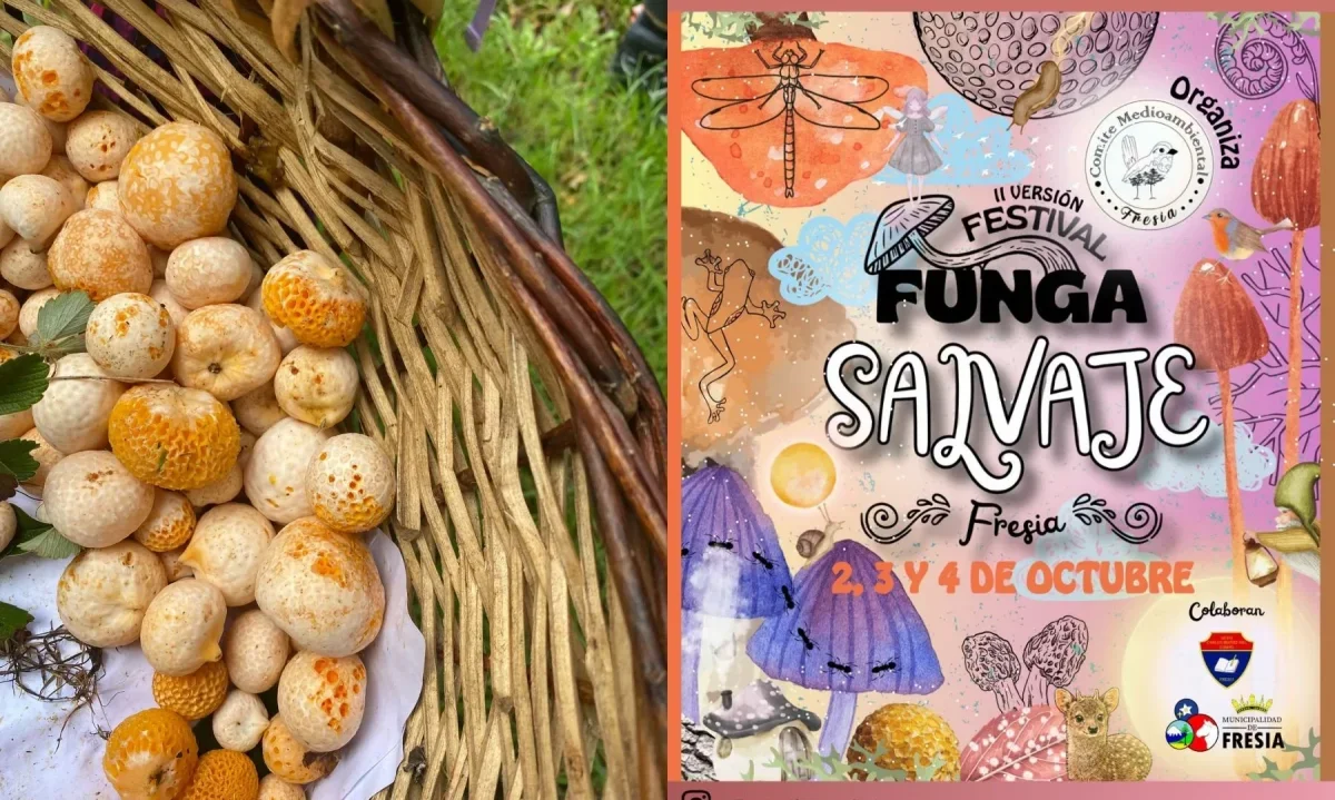 Festival Funga Salvaje regresa a Fresia con su segunda edición