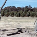 Investigadores plantaron eucaliptos en 1976 en una finca del suroeste de Australia dañada por la sal y, tras 15 años de seguimiento, comprobaron que consumían más agua que los cultivos, pero el agua salina siguió brotando
