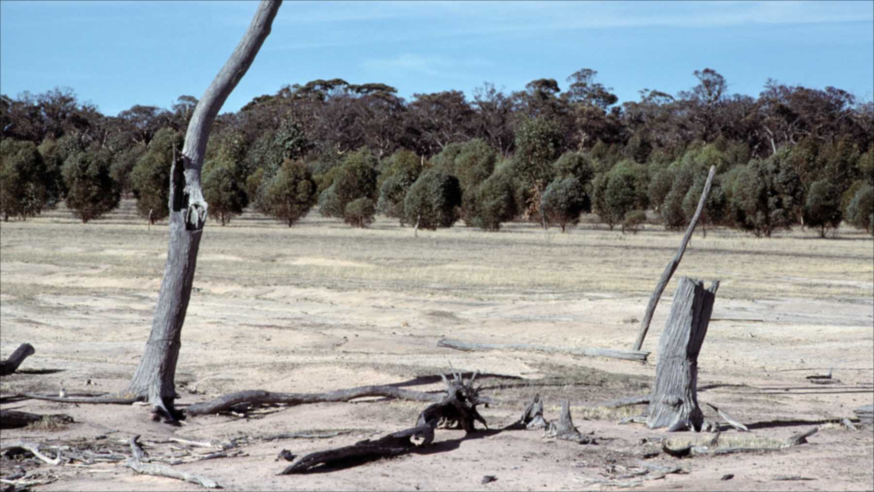 Investigadores plantaron eucaliptos en 1976 en una finca del suroeste de Australia dañada por la sal y, tras 15 años de seguimiento, comprobaron que consumían más agua que los cultivos, pero el agua salina siguió brotando