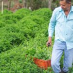 La agricultura ecológica se juega sus ayudas en la nueva PAC: IFOAM alerta de una Europa a dos velocidades