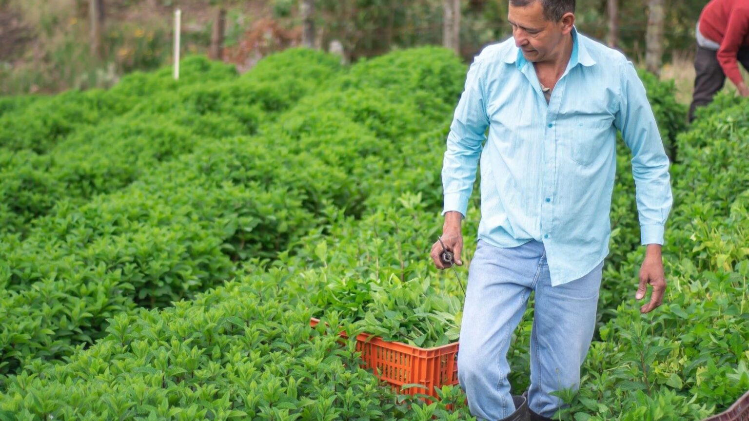 La agricultura ecológica se juega sus ayudas en la nueva PAC: IFOAM alerta de una Europa a dos velocidades