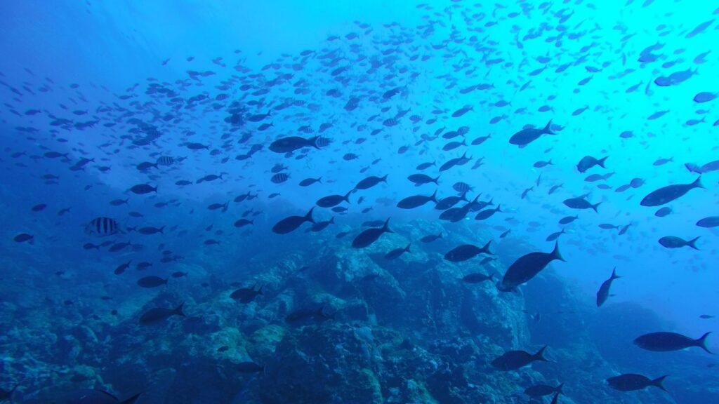 La reserva marina en Calp gana apoyos para recuperar la pesca