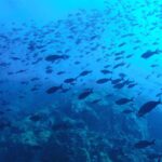 La reserva marina en Calp gana apoyos para recuperar la pesca