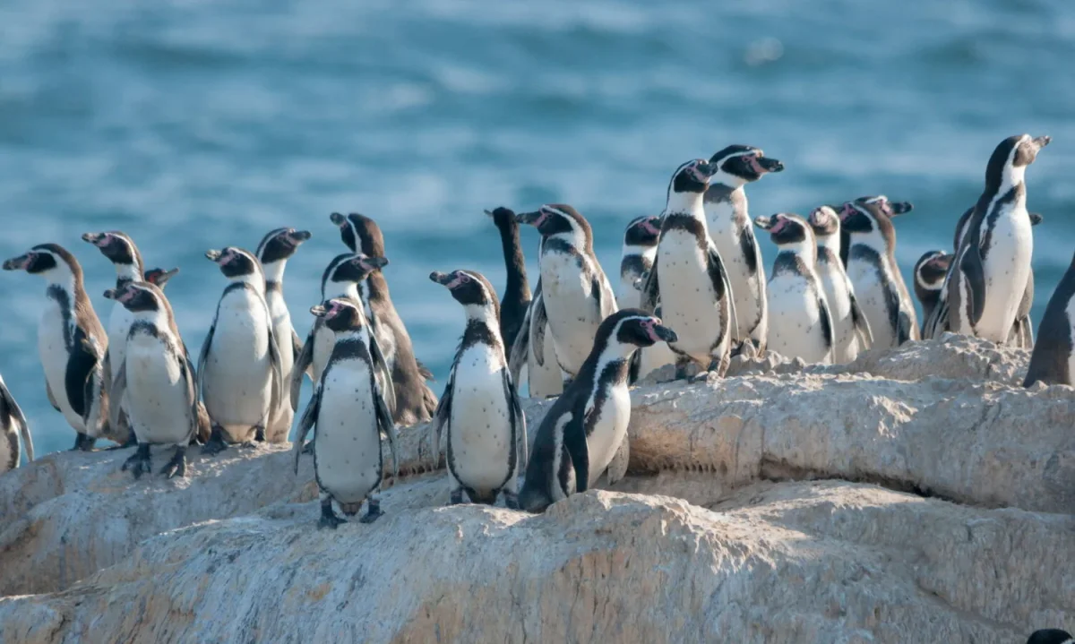 Lanzan fondo ambiental para censar al pingüino de Humboldt