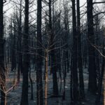 Las lluvias después de un incendio pueden agravar el daño al bosque