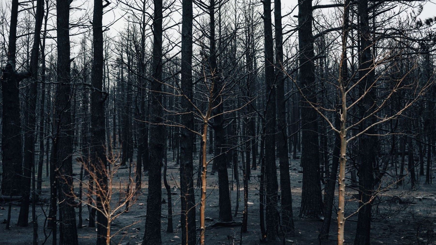 Las lluvias después de un incendio pueden agravar el daño al bosque