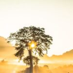 Madrid impulsa la restauración forestal de la Sierra Oeste tras el incendio