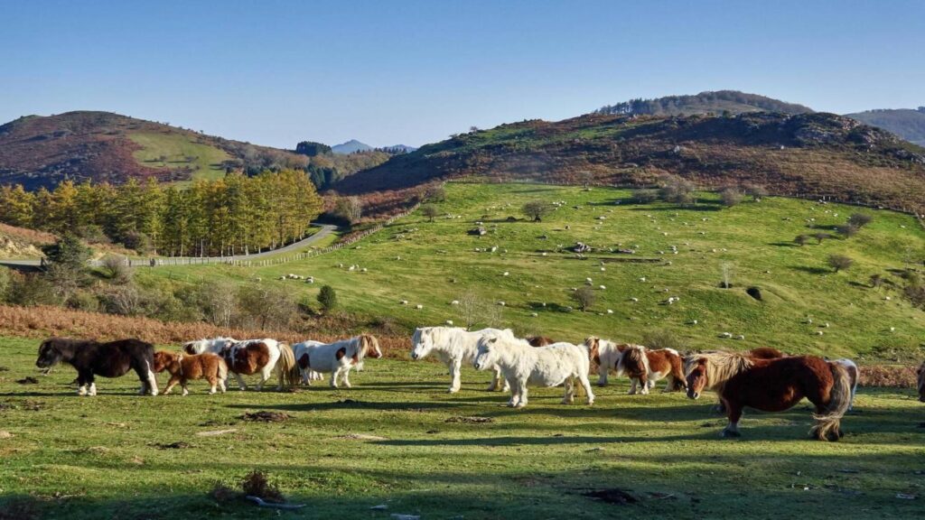 Montes de utilidad pública de Navarra: el nuevo mapa precisa sus límites