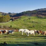 Montes de utilidad pública de Navarra: el nuevo mapa precisa sus límites