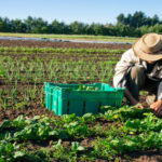 Nuevos socios de honor de Ecovalia: cuatro referentes del sector ecológico
