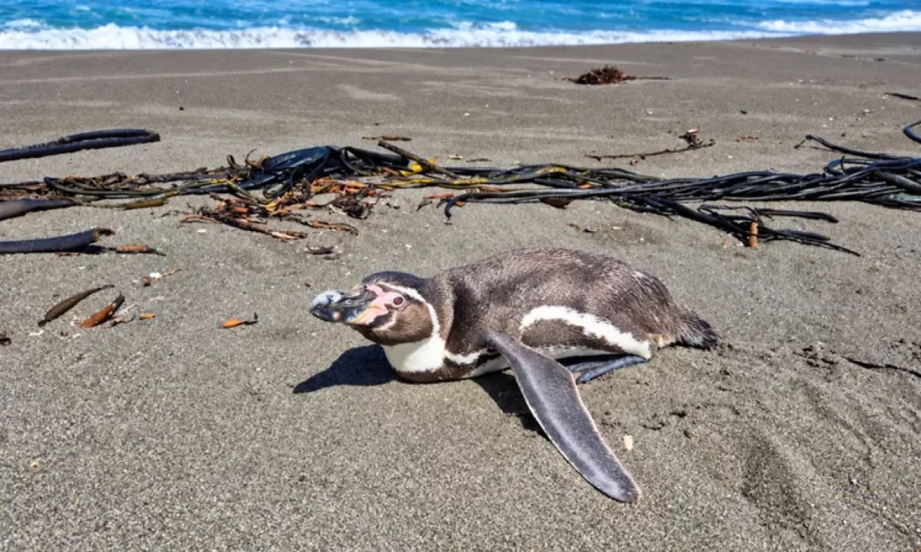 Pingüinos, lobos marinos y otras especies: qué hacer al encontrar fauna silvestre en problemas