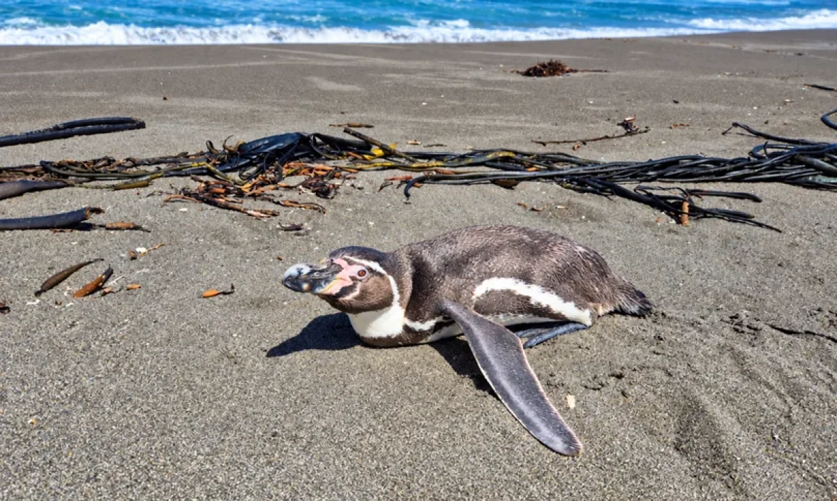 Pingüinos, lobos marinos y otras especies: qué hacer al encontrar fauna silvestre en problemas