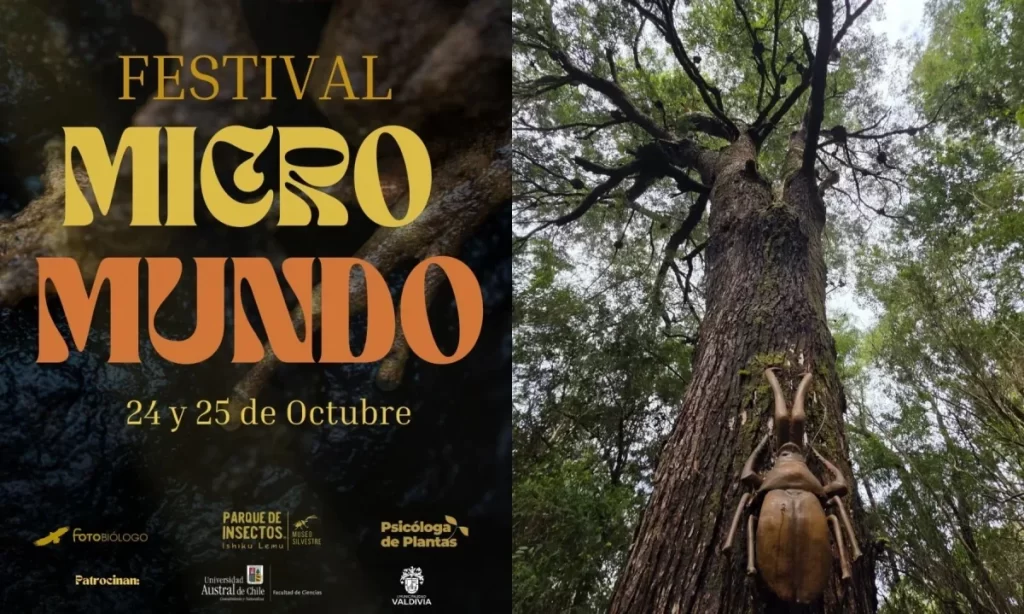 Primer Festival Micro Mundo invita a la comunidad valdiviana a conocer la grandeza de lo pequeño