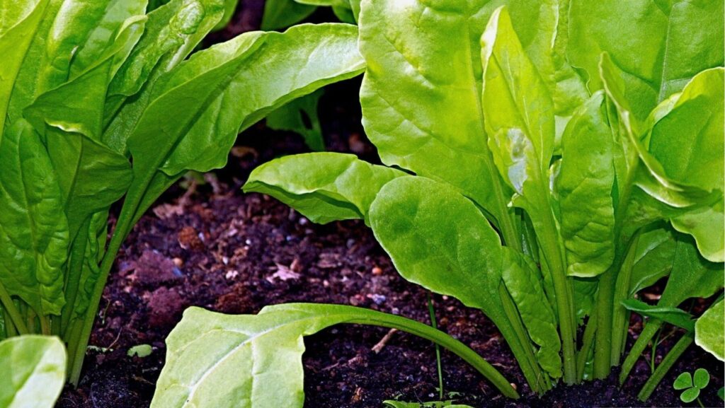 Producción Agraria Ecológica de Mallorca reclama más garantías en la nueva ley agraria