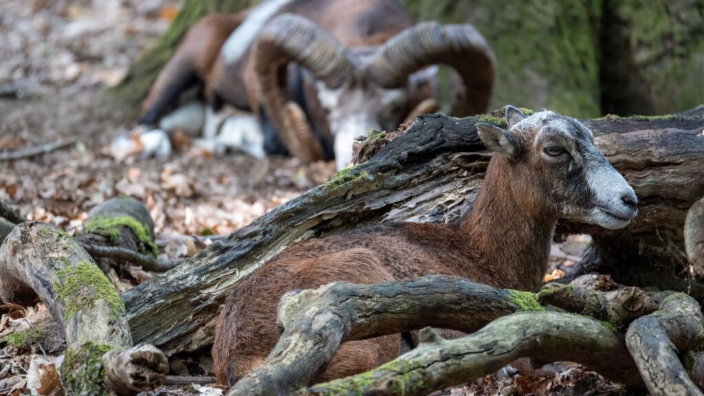 Red Vigía Canarias: formación al Seprona para investigar la mortalidad de la fauna