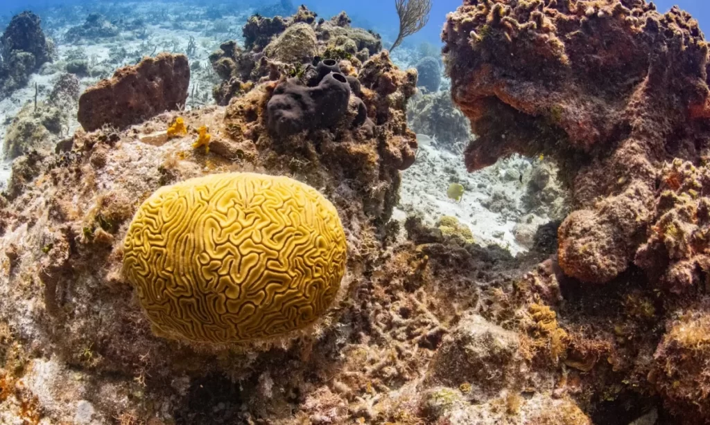 “Refugio Coral” llega a Valdivia para promover la conservación marina a través del juego