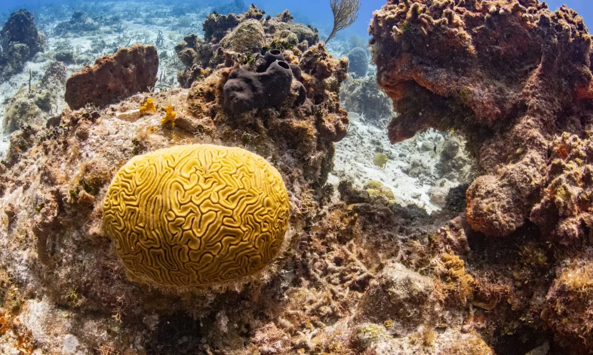 “Refugio Coral” llega a Valdivia para promover la conservación marina a través del juego