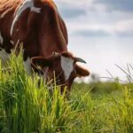Cambio climático: La apuesta por la agricultura regenerativa para resguardar la producción de alimentos